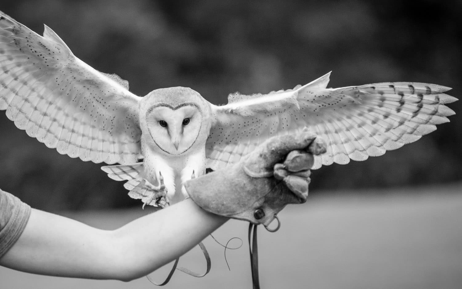 The OWLS have landed – lovely BIG pictures