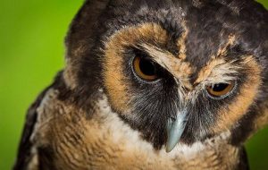 Asian Wood Owl by Paul Groom Photography