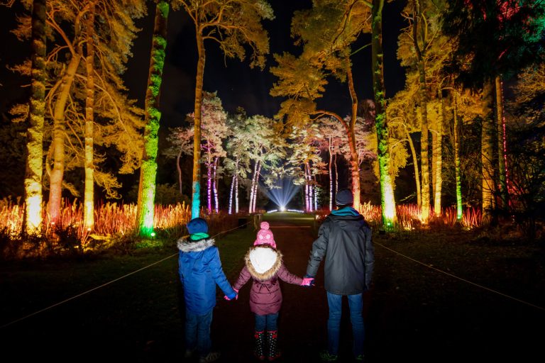 The illuminated trees at Westonbirt Arboretum by Paul Groom Photography