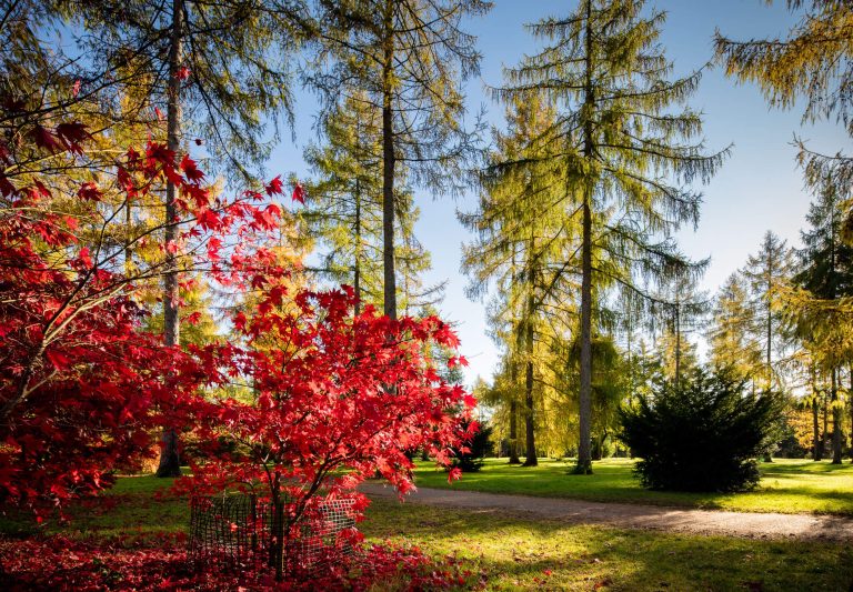 Tall trees and Acer trees in Autumn, Westonbirt Arboretum.