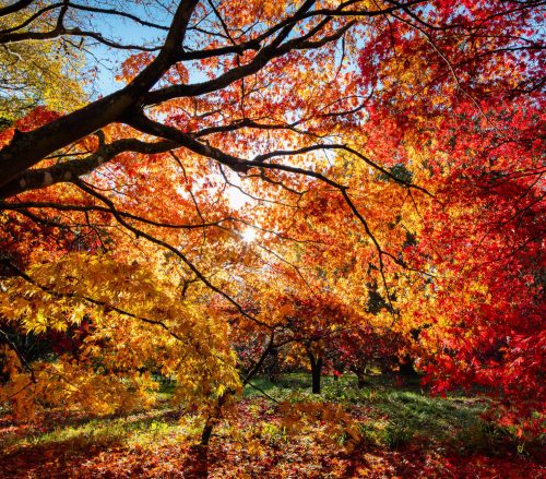 Westonbirt Arboretum beautiful autumn trees