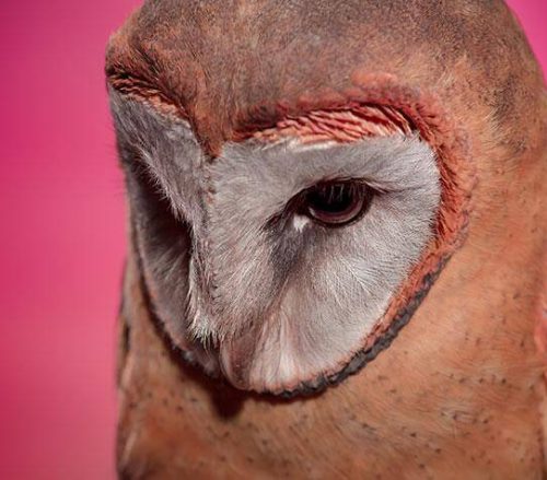 Ashy Faced Owl in front of a pink background