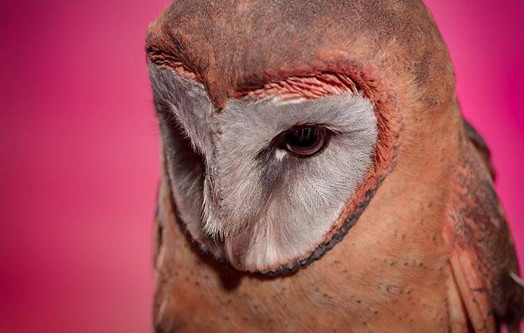 Ashy Faced Owl in front of a pink background