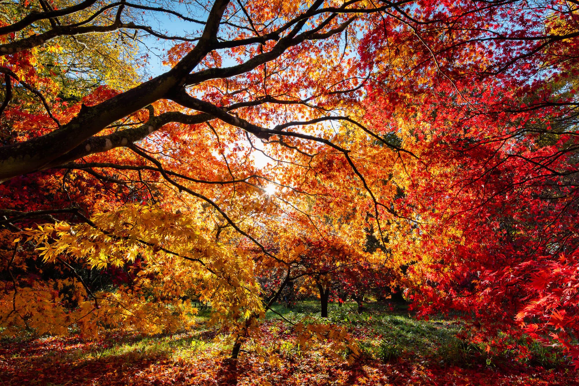 Autumn is here – photographs of the glorious trees at Westonbirt Arboretum.
